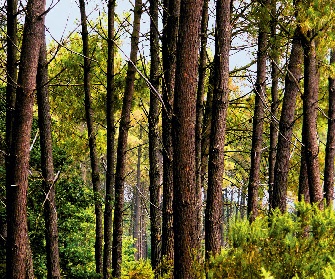 Forêt de Pins - Landes - SAGIM Immobilier